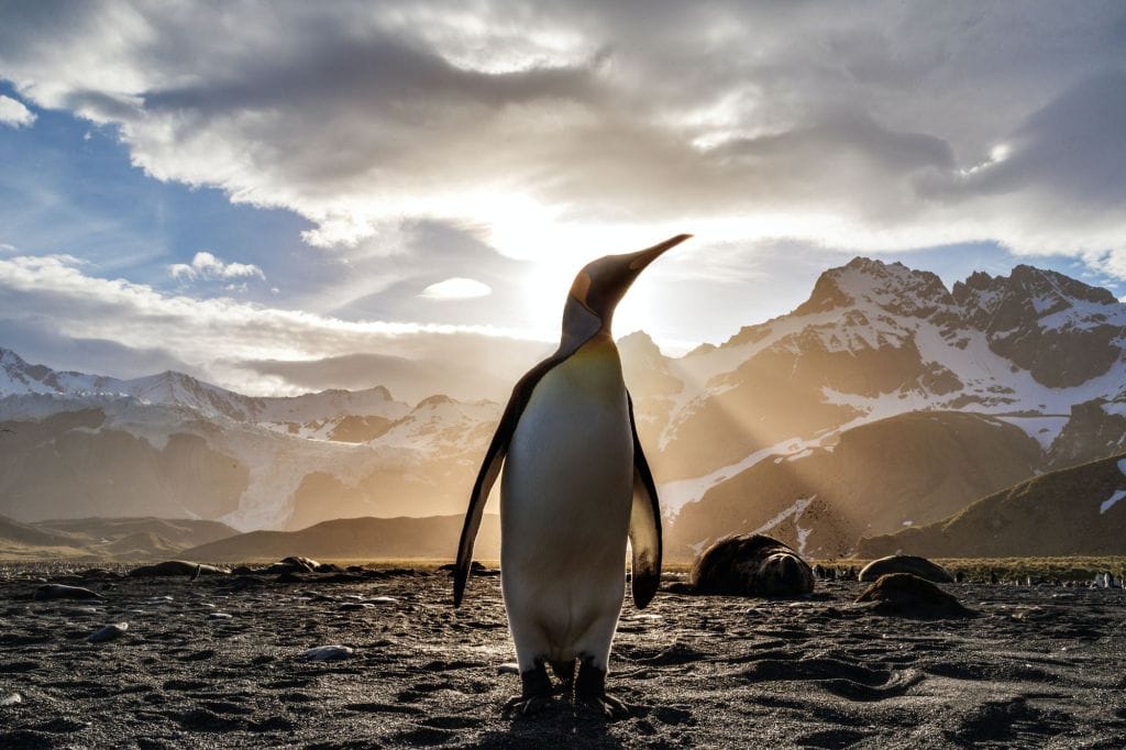 Introducing South Pole